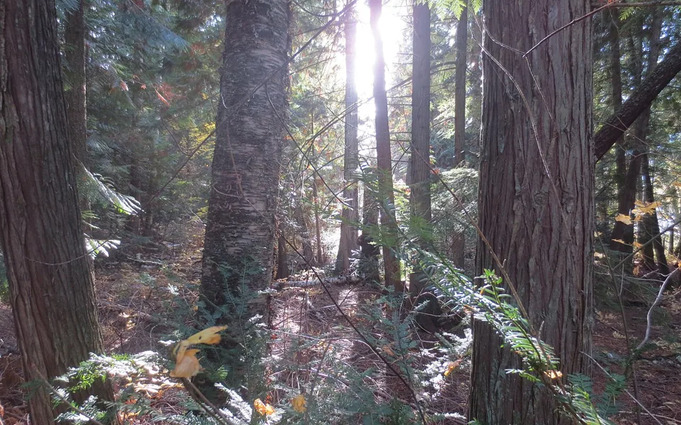Sunlight through forest trees